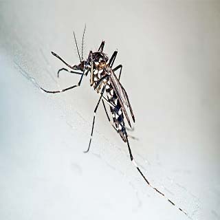 Mosquito tigre en Madrid